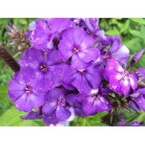 Флокс Phlox Старый Маг